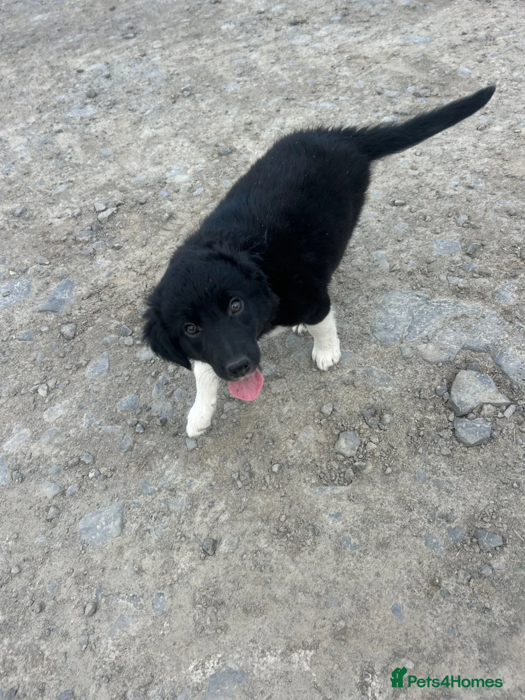 Border Collie dogs for sale: Blue Merle and border collie pups - Advert 4