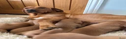 Labrador Retriever dogs for sale: Fox Red Labrador pups - Advert 13