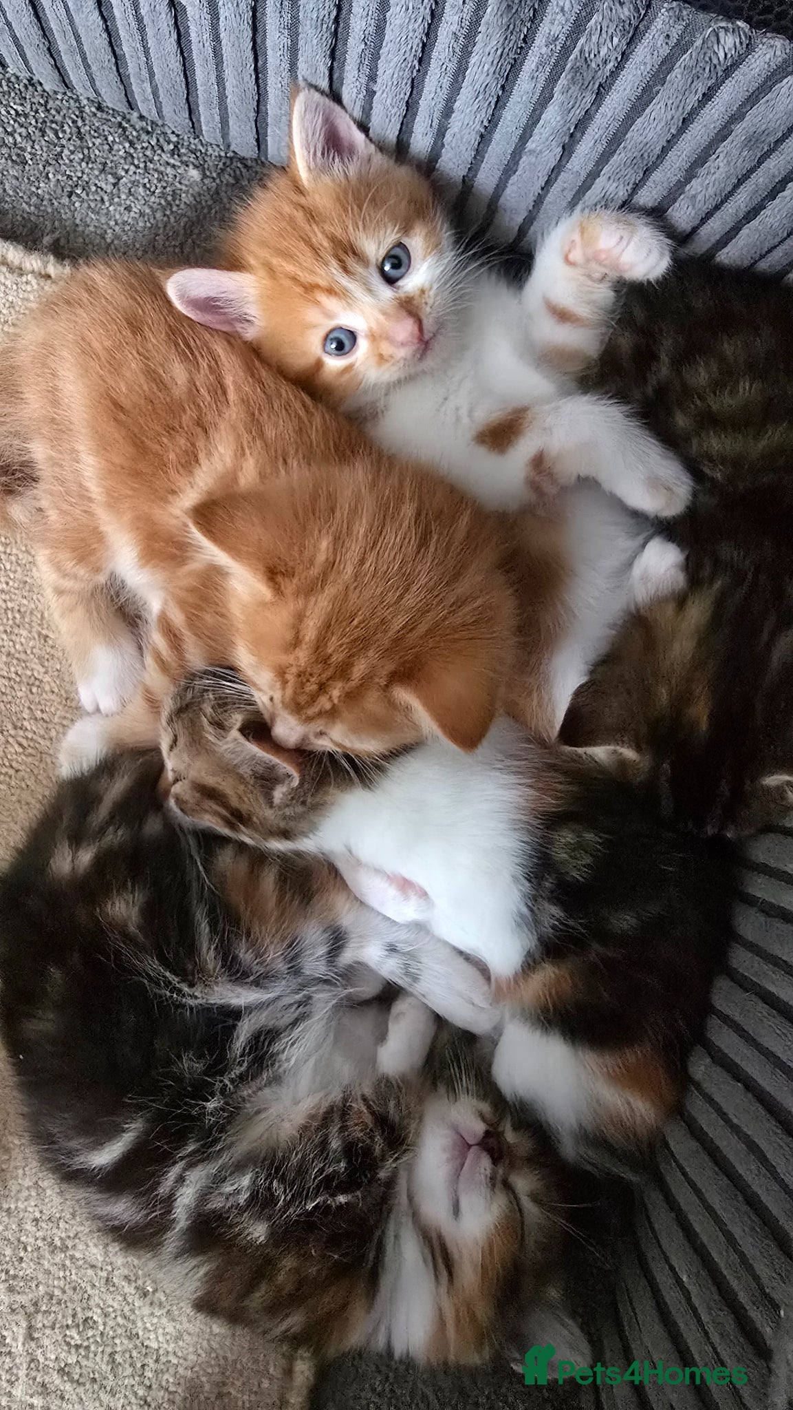 Domestic Shorthair cats 5 beautiful kittens - Advert 8