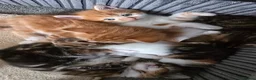 Domestic Shorthair cats for sale: 5 beautiful kittens - Advert 5