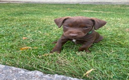 Patterdale Terrier dogs for sale: ⭐️PATTERDALE TERRIER PUPPIES  - Image 23