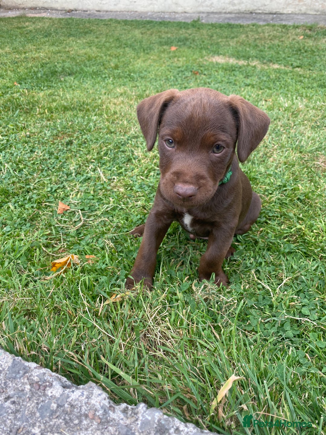 Patterdale Terrier dogs for sale: ⭐️PATTERDALE TERRIER PUPPIES  - Image 23