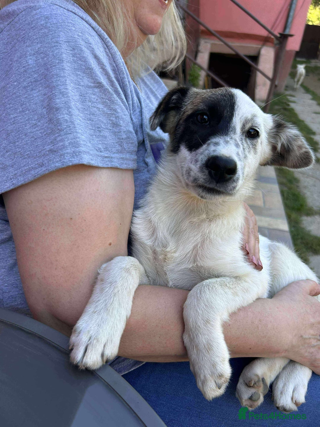Mixed Breed dogs for adoption: NALA-loving pup girl/great with kids&dogs/happy/ - Image 1