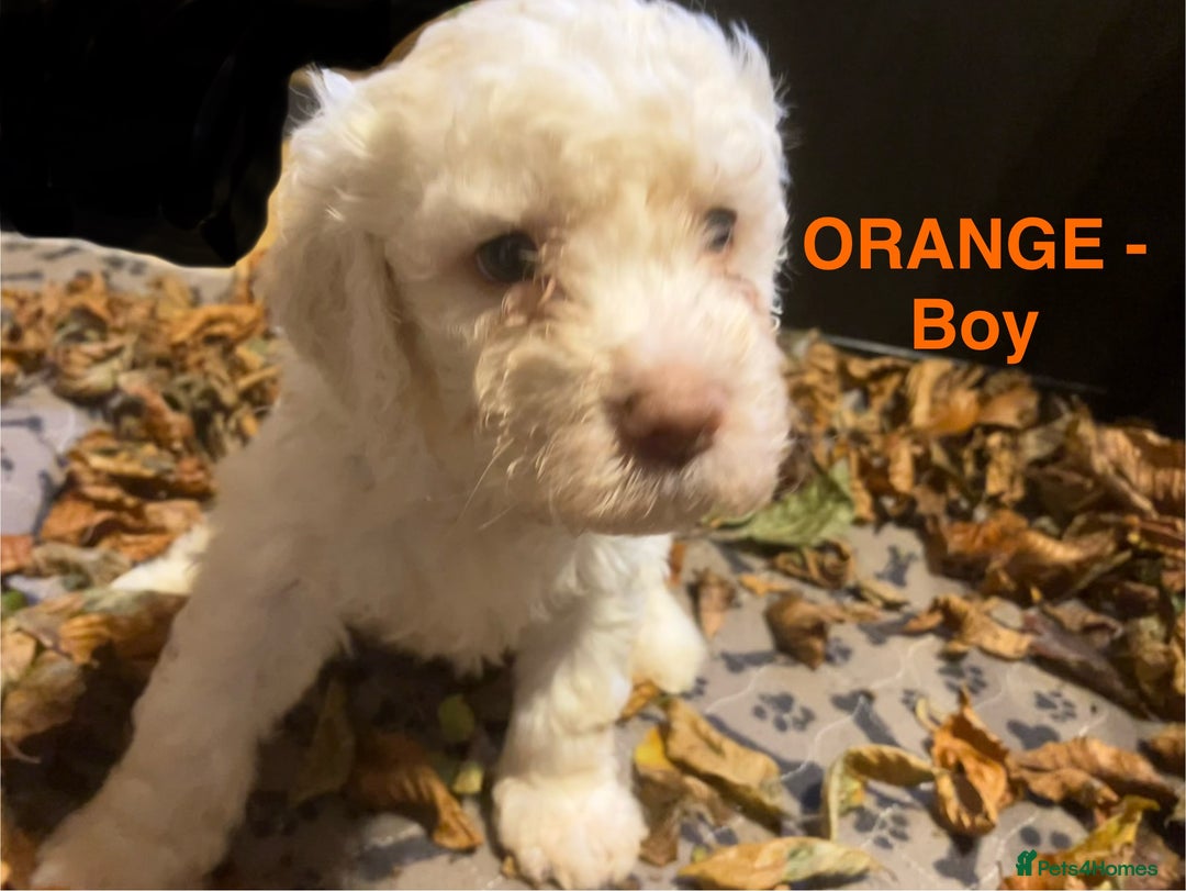 Lagotto Romagnolo dogs for sale: Stunning Litter of Pedigree Lagotto Romagnolo Pups - Image 37