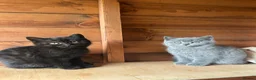 Mixed Breed cats for sale: 6 Kittens for forever homes - see description  - Advert 14