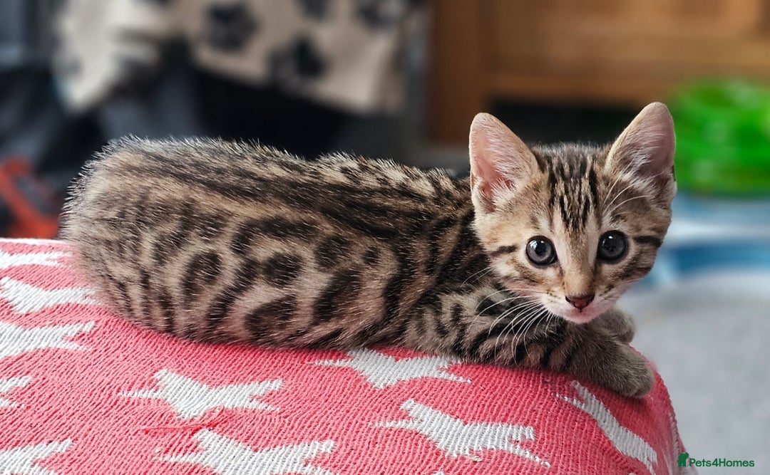 Bengal cats for sale: Beautiful Bengal cross kittens for sale - Image 6