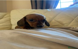 Dachshund dogs for sale: Dachshund puppies for sale - Image 5