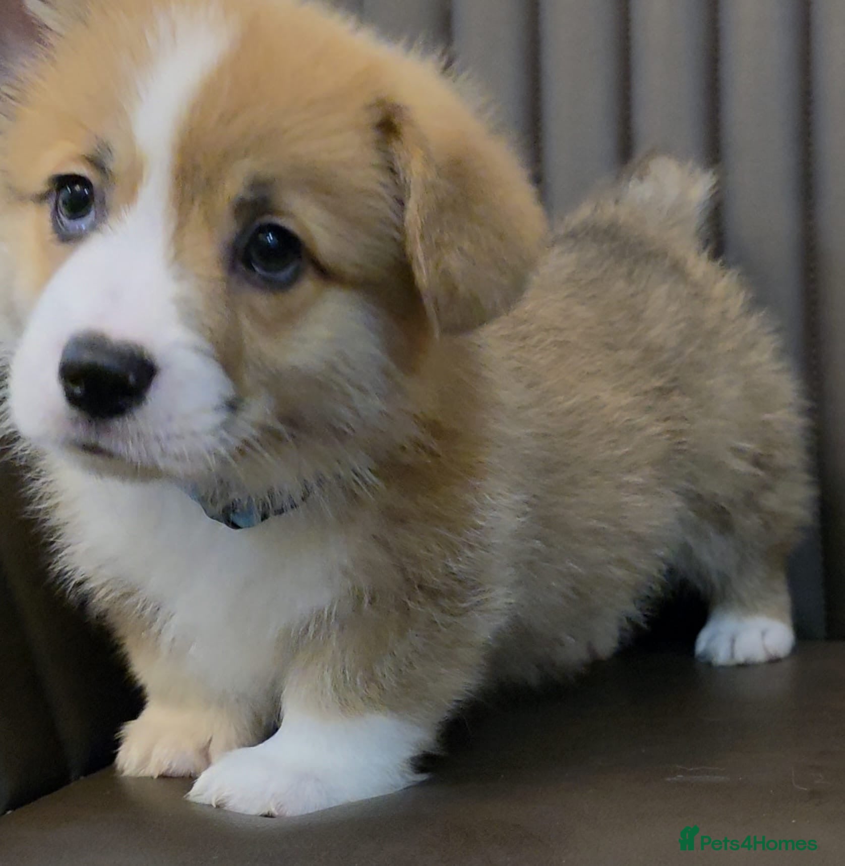 Welsh Corgi Pembroke dogs KC registered boys ready to go. - Advert 3