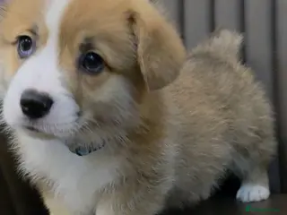 Welsh Corgi Pembroke dogs KC registered boys ready to go. - Advert 3