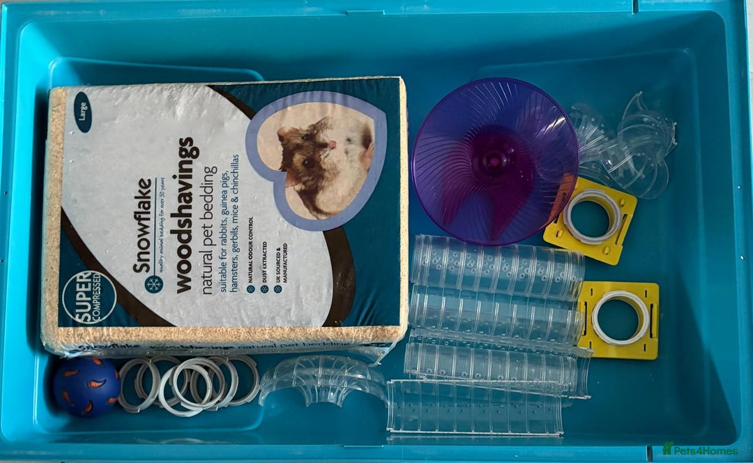 Hamster rodents for sale: Syrian hamster cage plus add ins - Advert 2