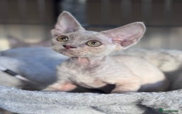 Devon Rex cats for sale: Adorable pedigree Devon Rex  - Image 1