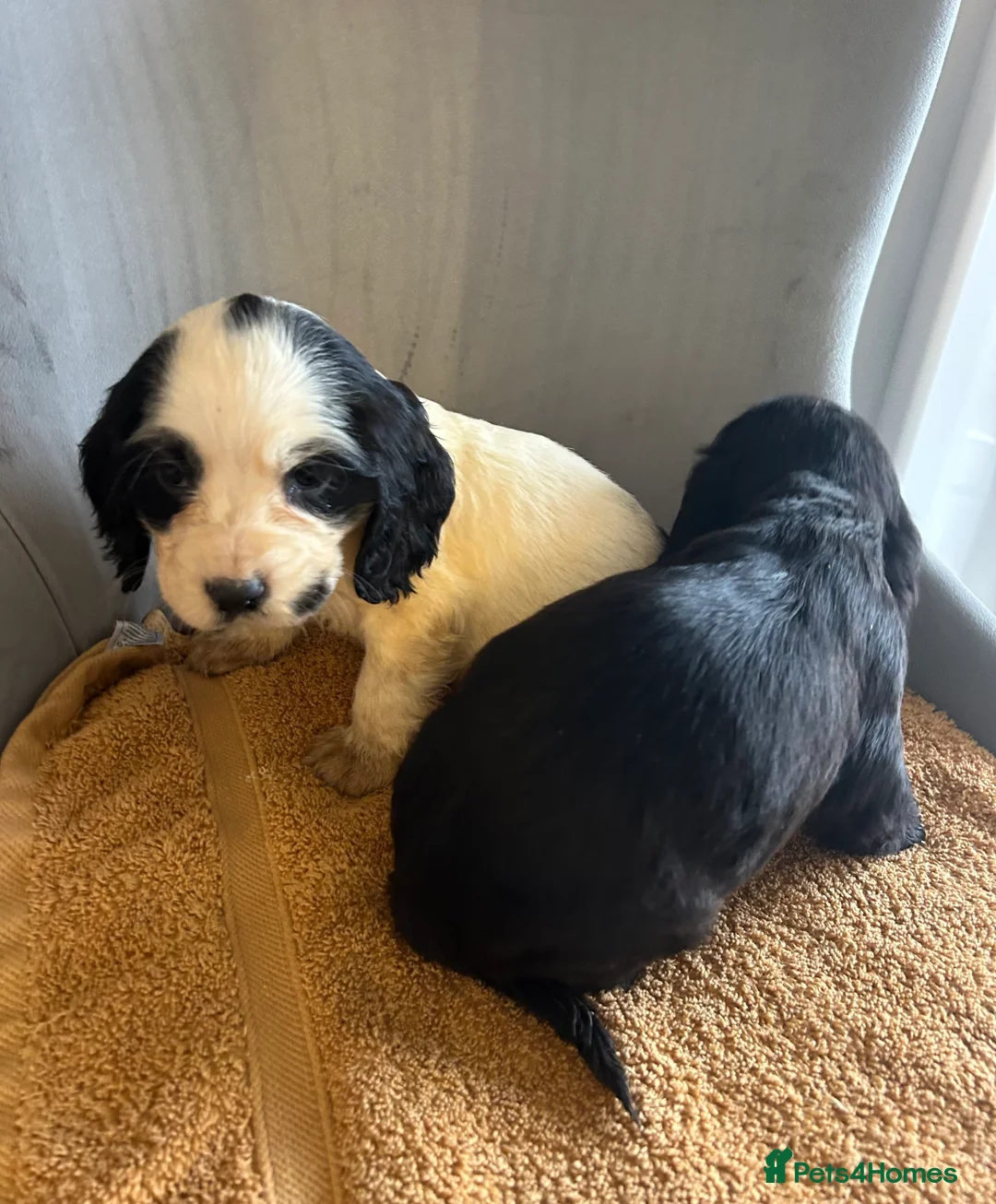 Cocker Spaniel dogs for sale:  **  Day Baby’s. 8 cocker spaniel puppies.  - Advert 9