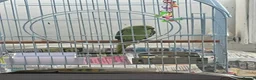 Parrots birds for sale: Indian ring neck  in Birmingham - Advert 1