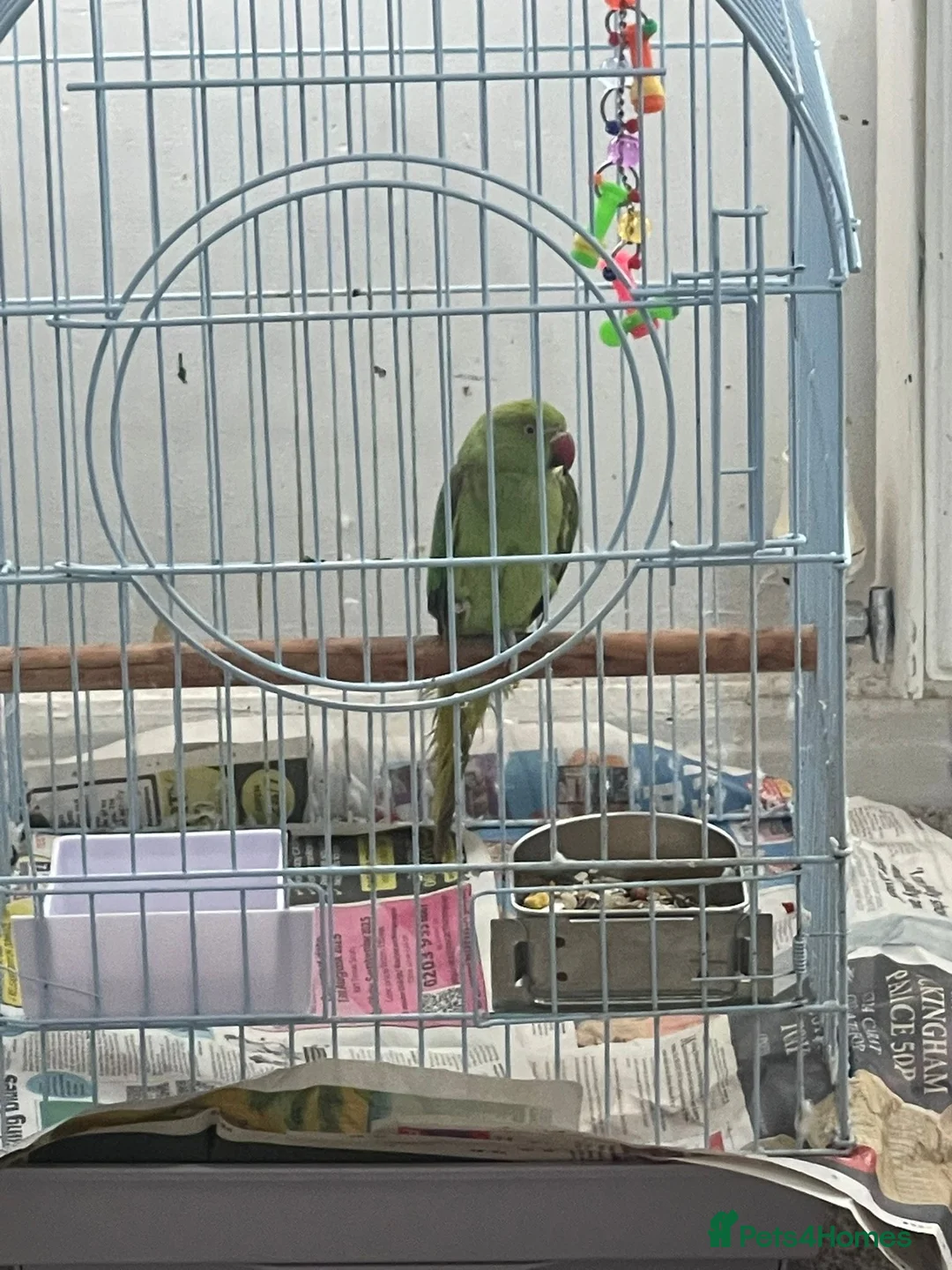 Parrots birds for sale: Indian ring neck  in Birmingham - Advert 1