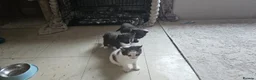 Mixed Breed cats for sale: Queen's 3 little biscuits  - Advert 26