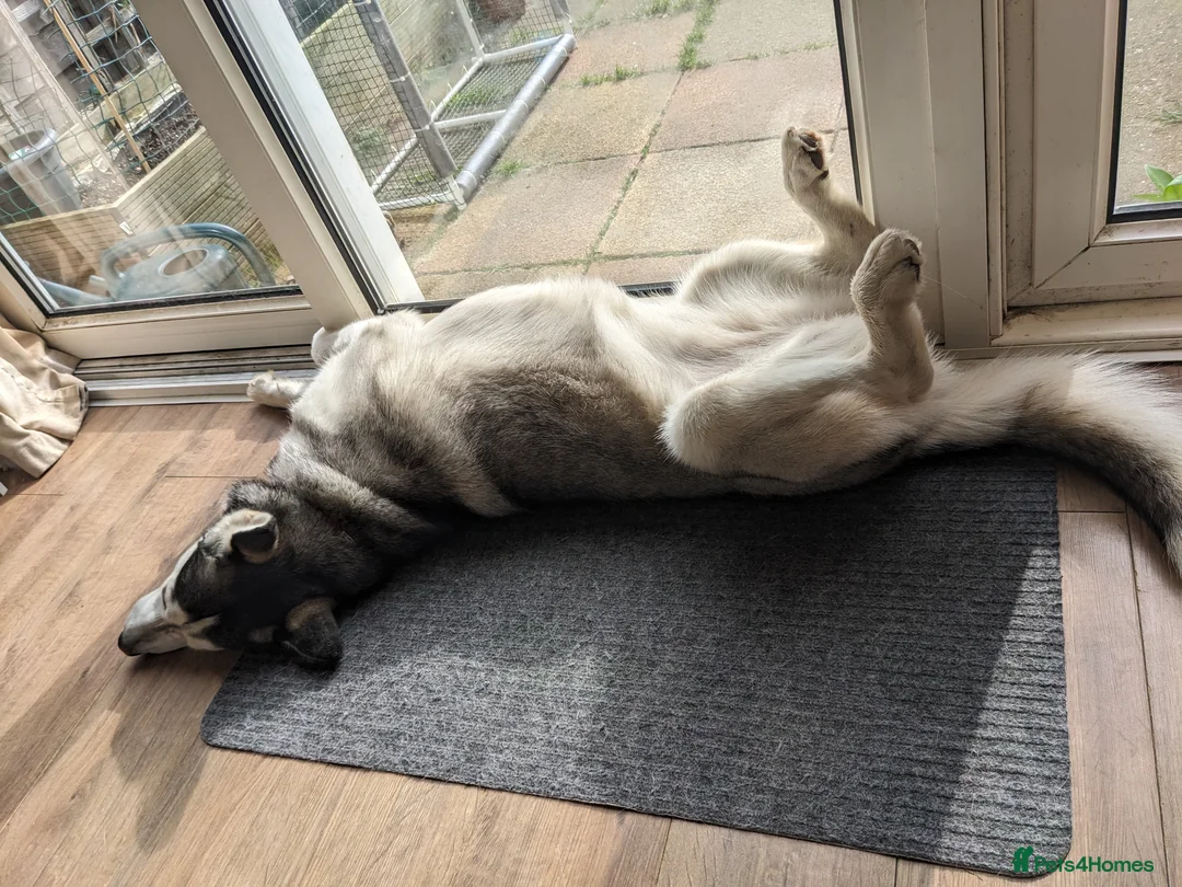 Mixed Breed dogs for sale: Husky x looking for a new home. - Advert 5