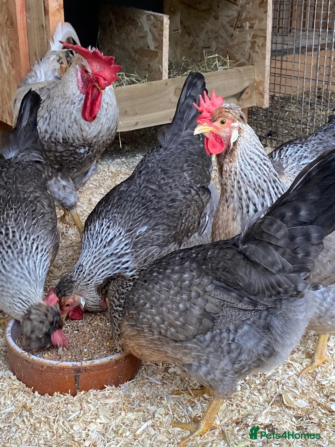 Chickens poultry for sale: 🐔Cream Crested legbars- hatching eggs🥚  - Advert 6