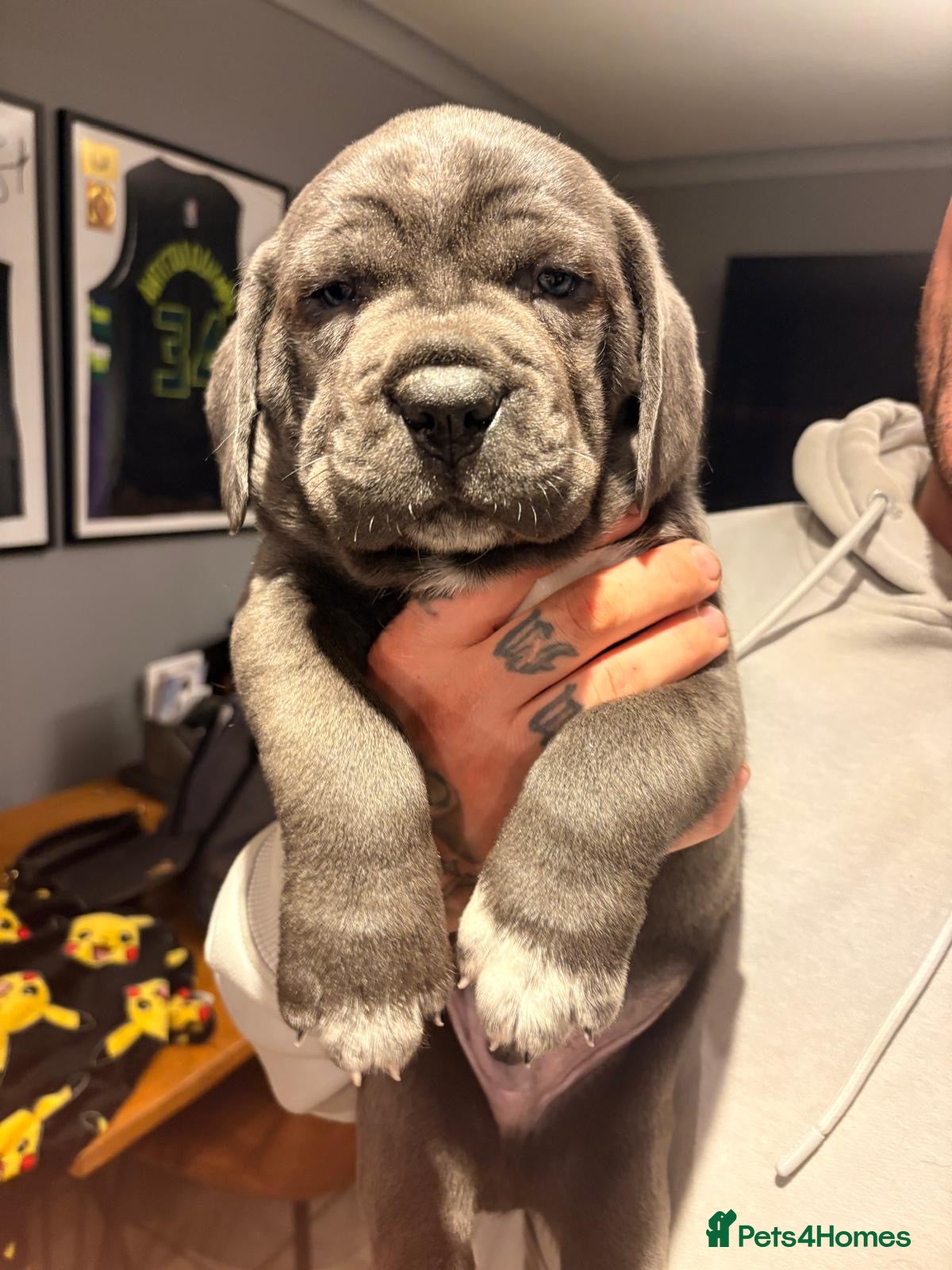 Cane Corso dogs 2 beautiful huge males left  - Advert 3
