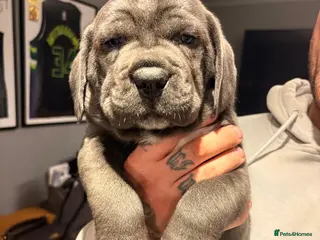 Cane Corso dogs 2 beautiful huge males left - Advert 3