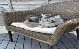 Maine Coon cats for sale: Maine Coon Boy needing rehoming - Image 7