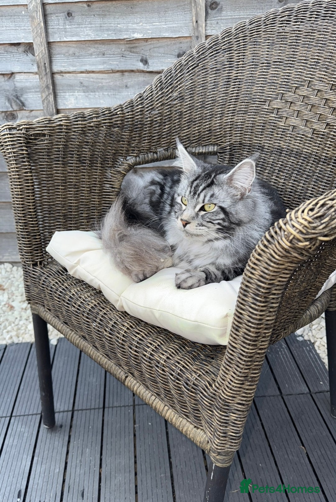 Maine Coon cats for sale: Maine Coon Boy needing rehoming - Image 7