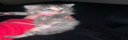 Mixed Breed cats for sale: beautiful kittens grey & ginger tortie and tabby - Advert 13