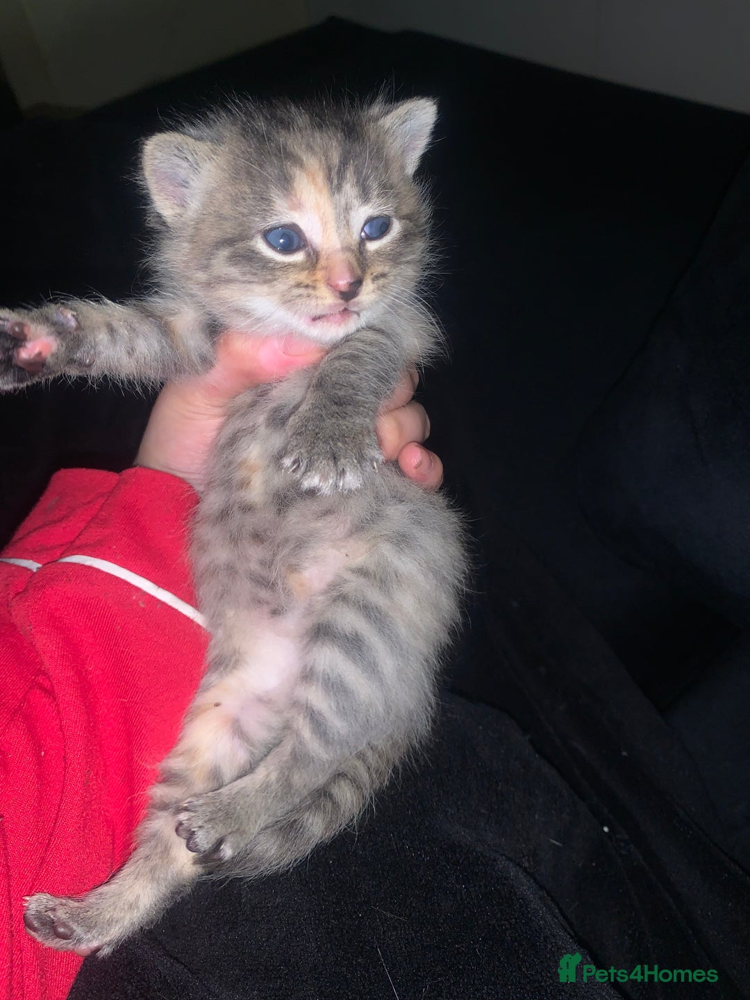 Mixed Breed cats for sale: beautiful kittens grey & ginger tortie and tabby - Advert 13