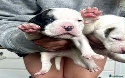 American Bulldog dogs for sale: Beautiful American bulldog puppies for sale - Image 3