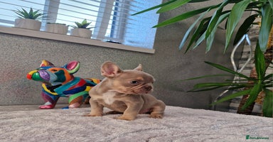 French Bulldog dogs - Advert 4