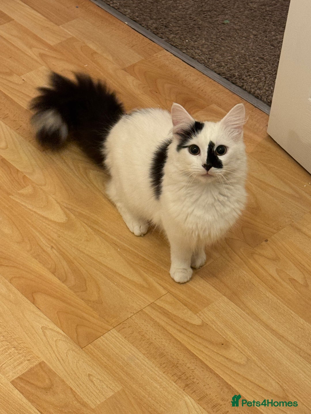 Turkish Angora cats for sale: Turkish angora cat - Advert 1