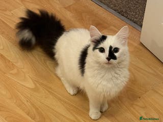 Turkish Angora cats Turkish angora cat - Advert 3