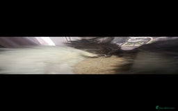 Mixed Breed cats for sale: Friendly bunch of beautiful kittens  - Image 11