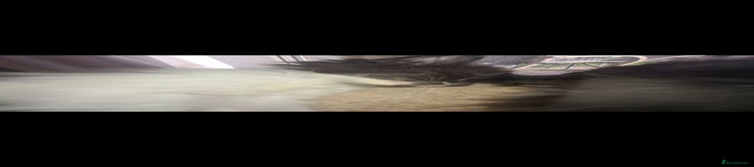 Mixed Breed Kitten 5