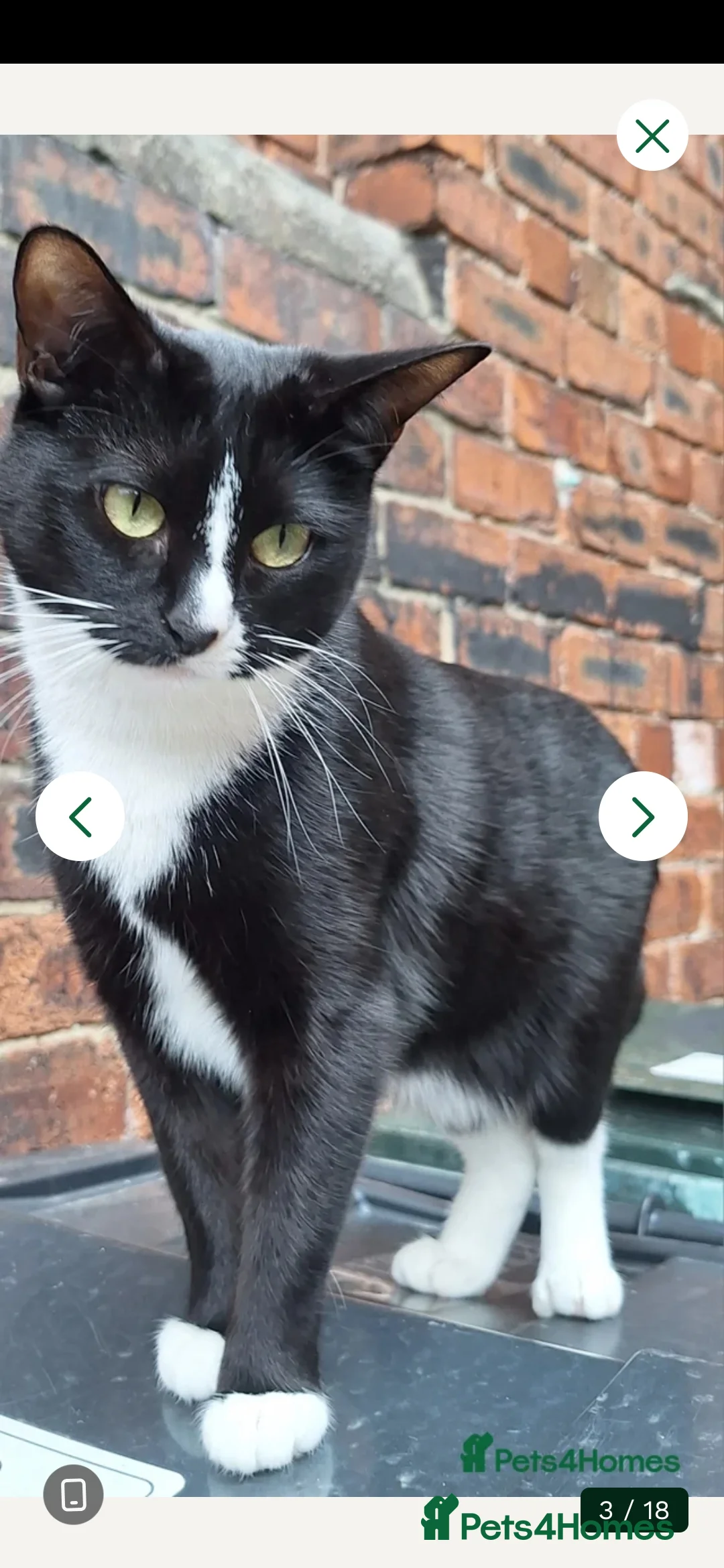 Mixed Breed cats for sale: beautiful kitty needing new forever home - Advert 10