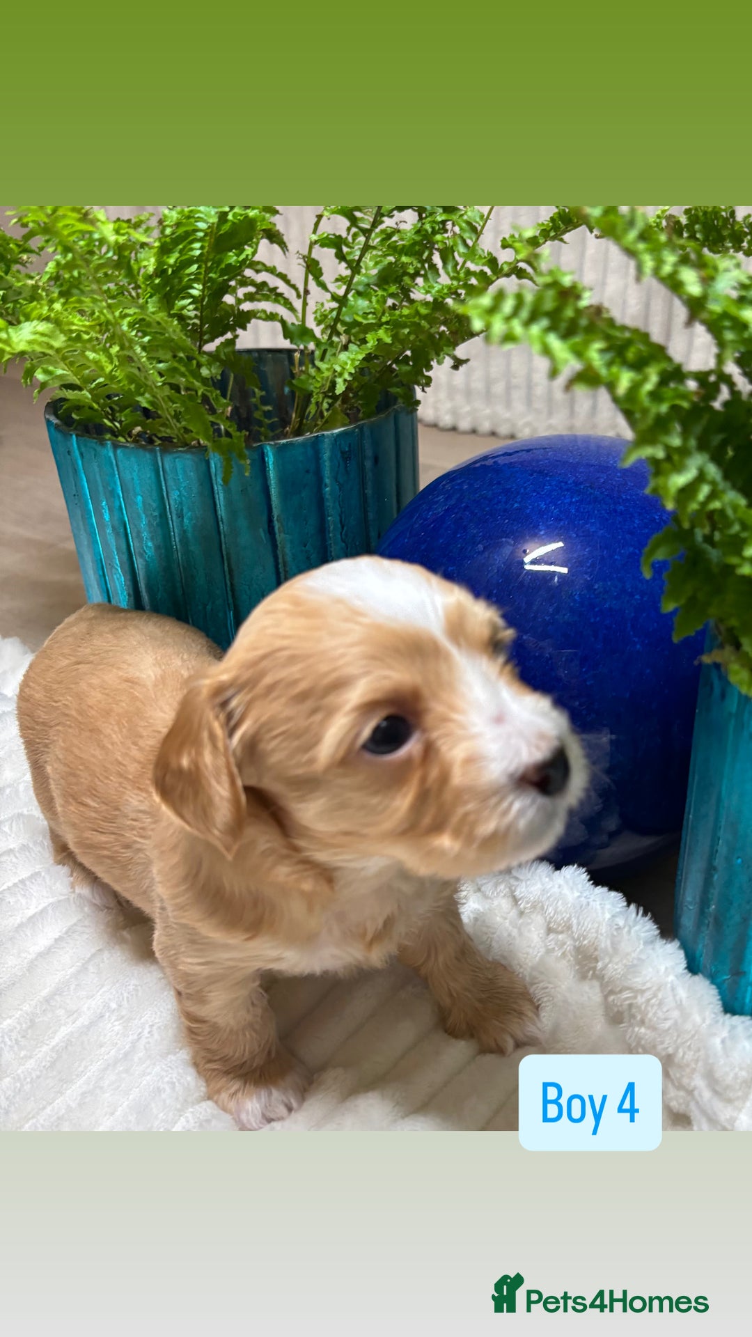 Havanese dogs for sale: 9 Beautiful Havanese Pedigree Puppies  - Advert 15