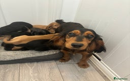 Cocker Spaniel dogs for sale: Chunky playful full Pedigree show type kc parents - Image 2