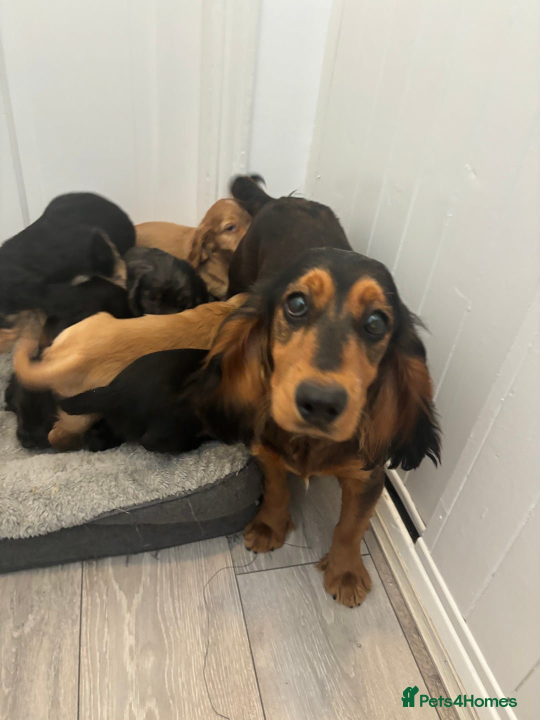 Cocker Spaniel dogs for sale: Chunky playful full Pedigree show type kc parents - Image 2