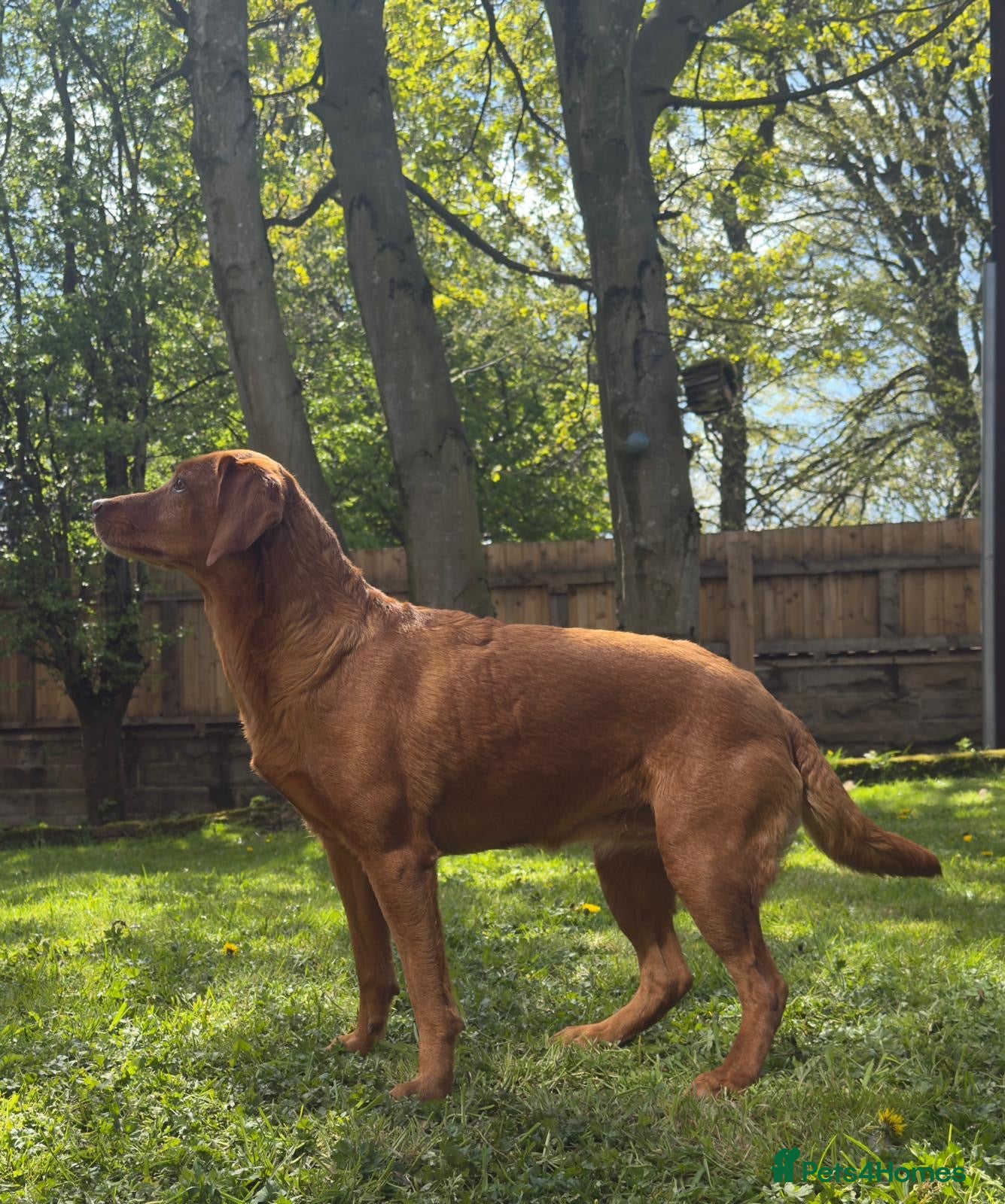 Labrador Retriever dogs THREE 6 YR OLD WORKING LABS. HIP ELBOW DNA PERFECT - Advert 15