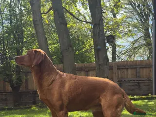 Labrador Retriever dogs THREE 6 YR OLD WORKING LABS. HIP ELBOW DNA PERFECT - Advert 18