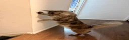 Maine Coon cats for sale: Amazing blue tortie girl  - Advert 4