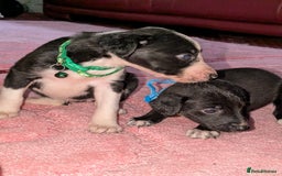 Mixed Breed dogs for sale: Saluki whippets  - Image 6
