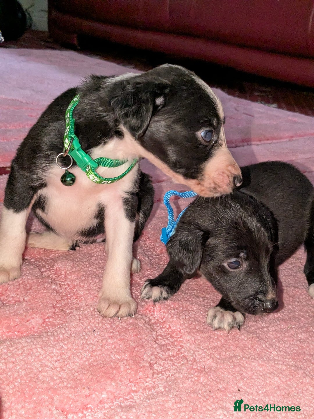 Mixed Breed dogs for sale: Saluki whippets  - Image 6