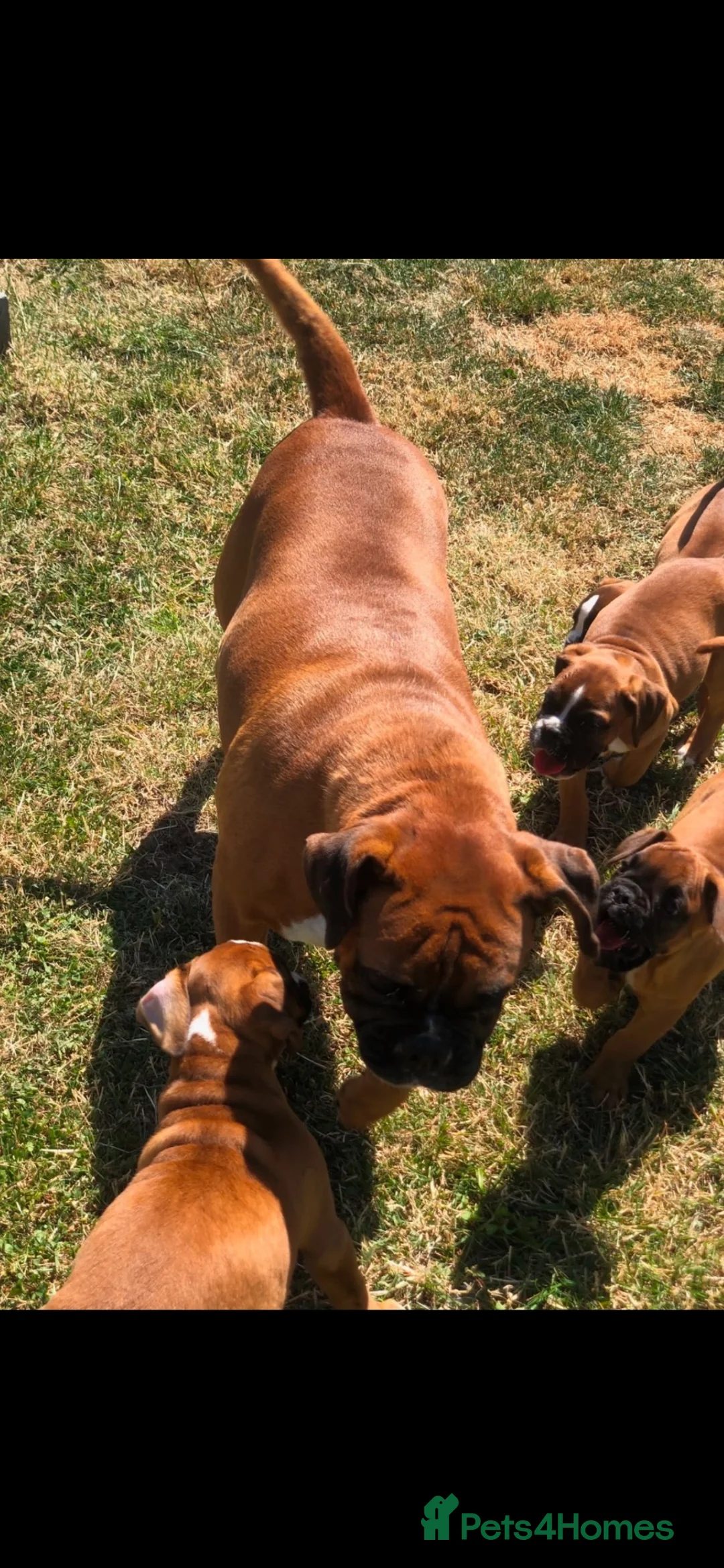 Boxer dogs for sale: Boxer pups  - Advert 16
