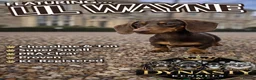 Miniature Dachshund dogs for sale: Miniature dachshund puppies  - Advert 6