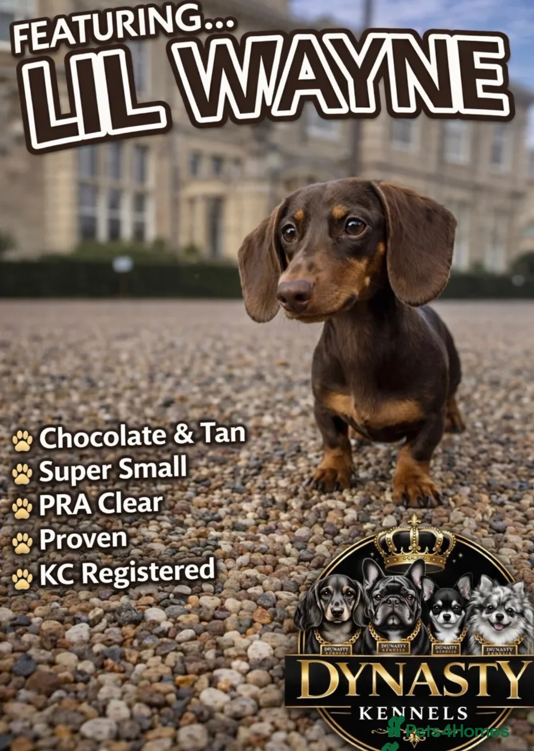 Miniature Dachshund dogs for sale: Miniature dachshund puppies  - Advert 6