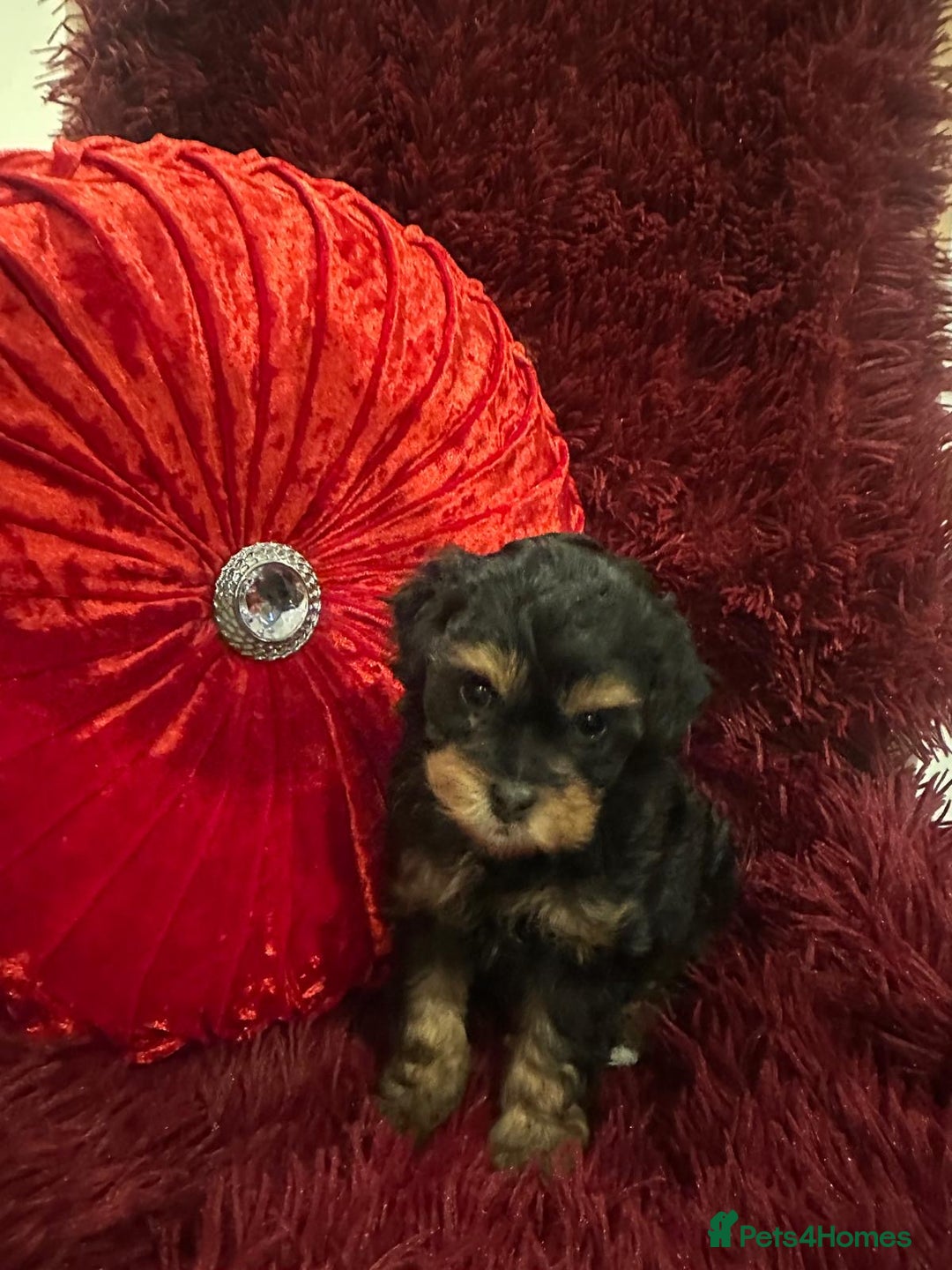 Chipoo dogs for sale: Beautiful Chipoo Puppies   - Advert 3