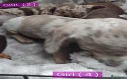 Miniature Dachshund dogs for sale: KC, PRA, STUNNING LITTER MIN,DASH😍 - Image 9