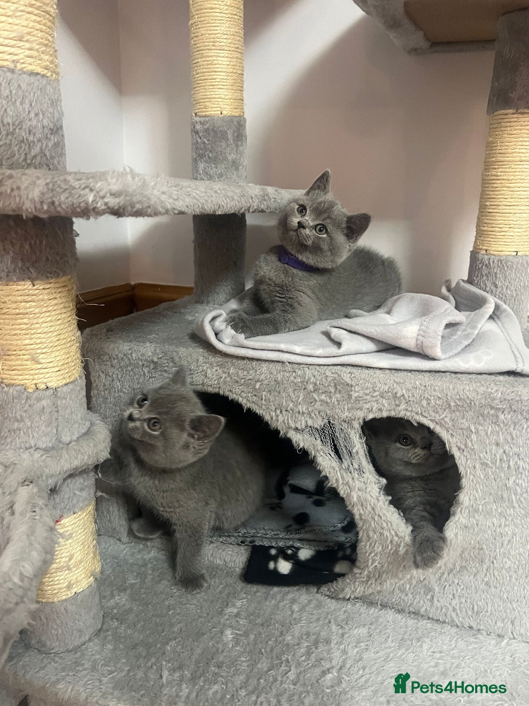 British Shorthair cats for sale: !!! Pure Blood Champions Pedigree BSH Kittens!!! - Advert 22