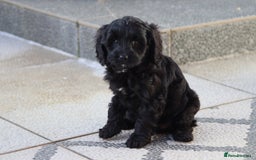 Cavapoo dogs for sale: Beautiful Cavapoochons for sale  - Image 39