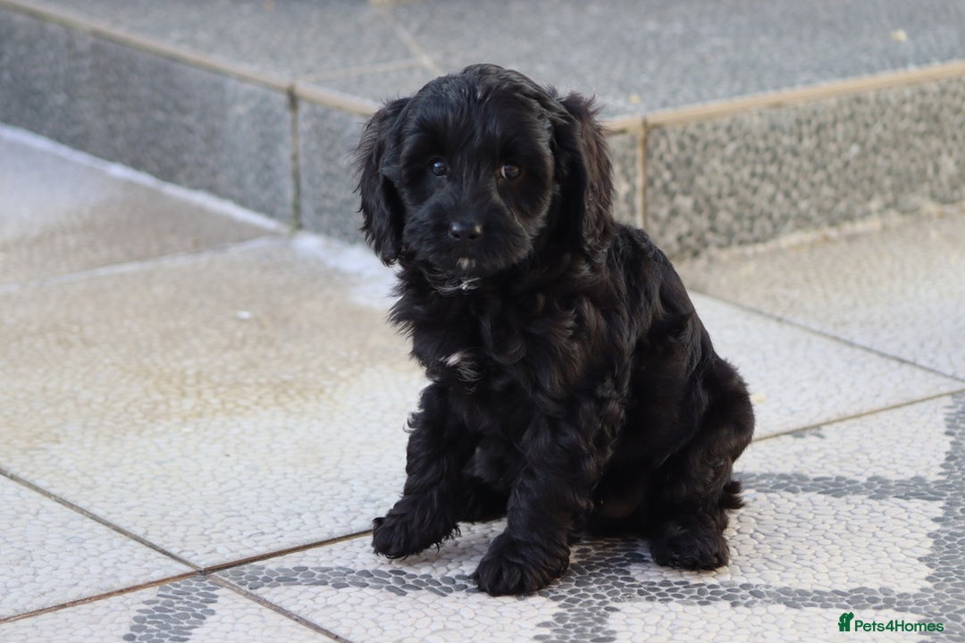 Cavapoo dogs for sale: Beautiful Cavapoochons for sale  - Image 39